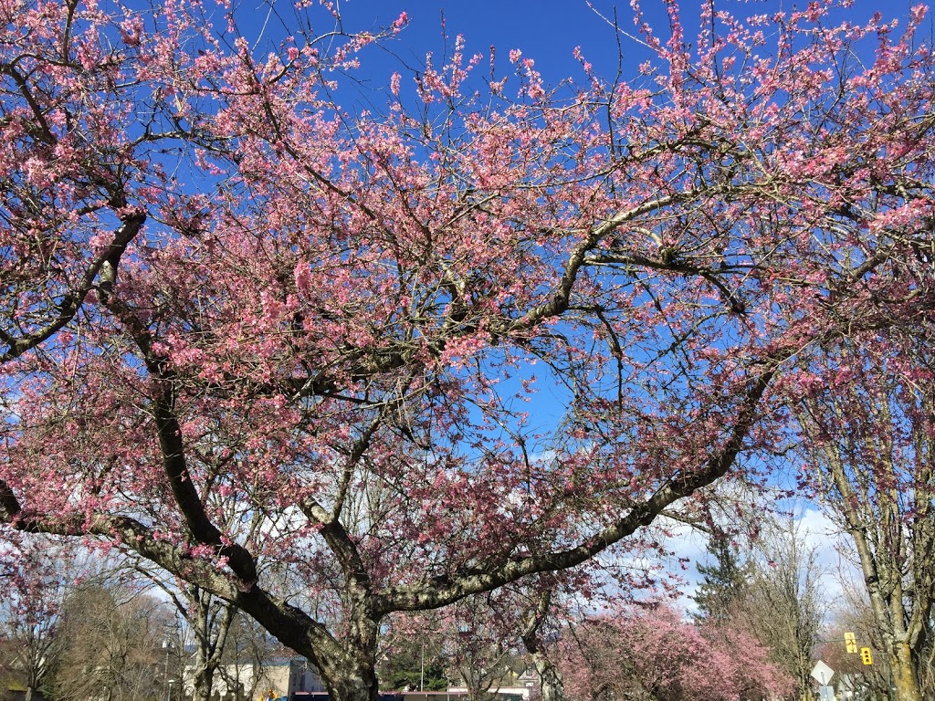 McSpadden Park | 2125 Victoria Dr, Vancouver, BC V5N 5Y4, Canada