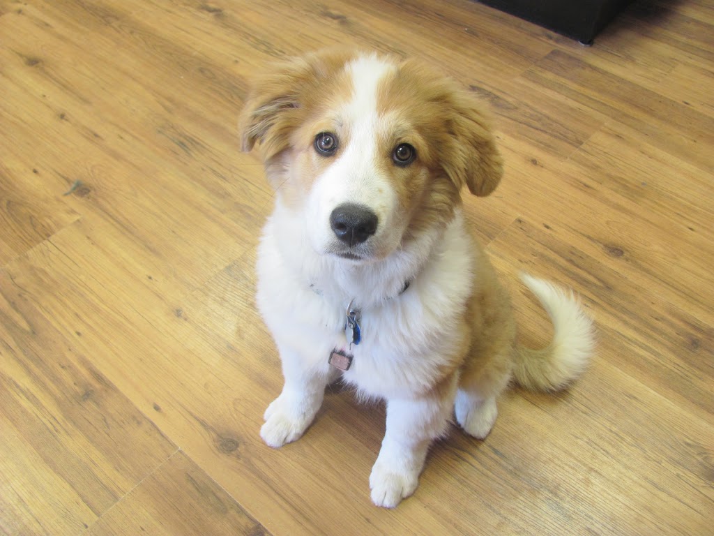Clip and Tails Doggie Day Spa & Pet Store | 30 Glamis Rd #5B, Cambridge, ON N1R 7H5, Canada | Phone: (519) 622-3023