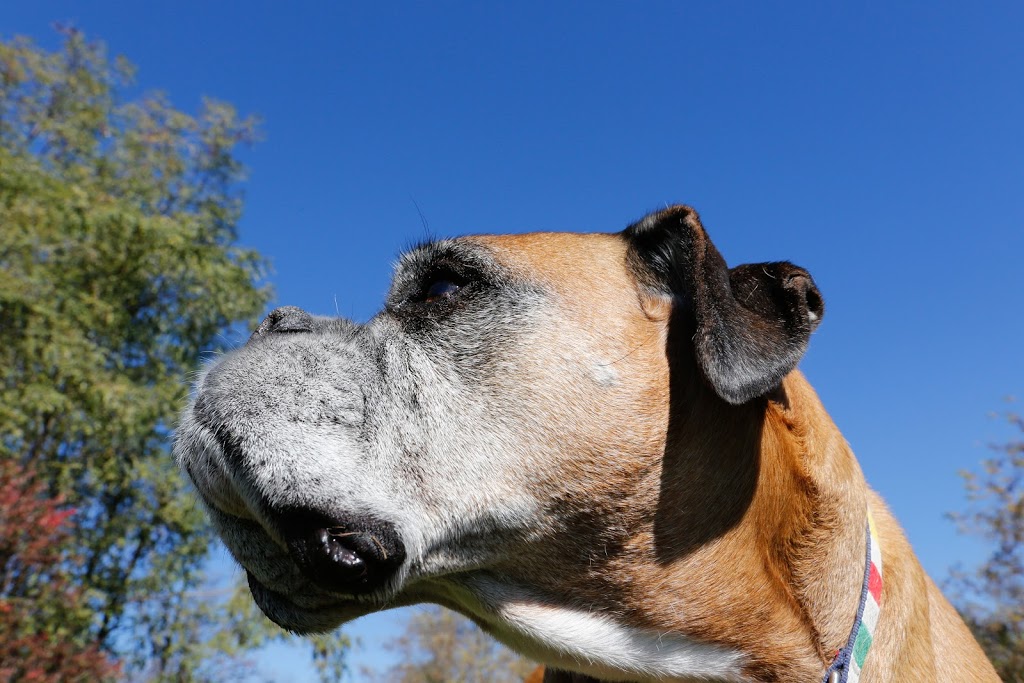 wilmot pet services | 12 Village Green Way, Baden, ON N3A 2V7, Canada | Phone: (519) 589-8595