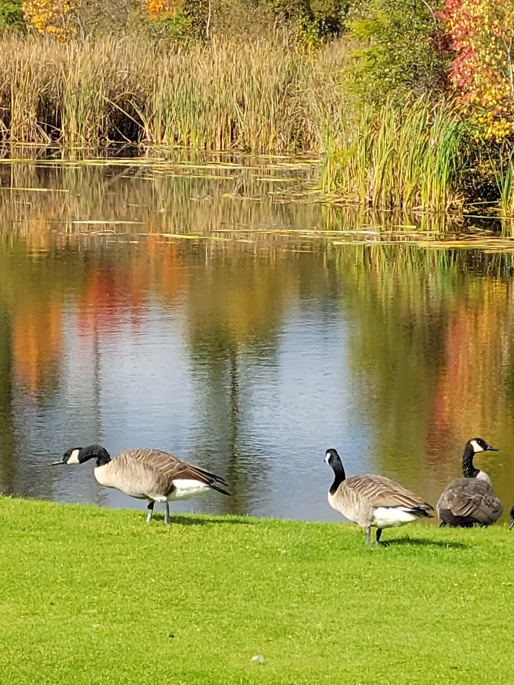 Avondale Golf Course | 586 Avondale Rd, Vernon Bridge, PE C0A 2E0, Canada | Phone: (866) 651-2380