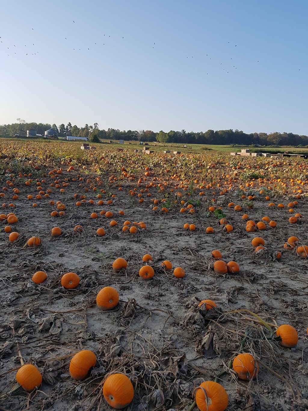 Johnstons Farm Market | 10704 Northumberland County Rd 28, Bailieboro, ON K0L 1B0, Canada | Phone: (705) 939-1737