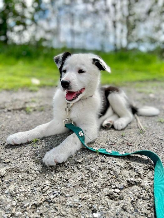 Société protectrice des animaux (SPA) Ville de Lévis | 8100 Rue du Blizzard, Charny, QC G6X 1C9, Canada | Phone: (418) 832-2525