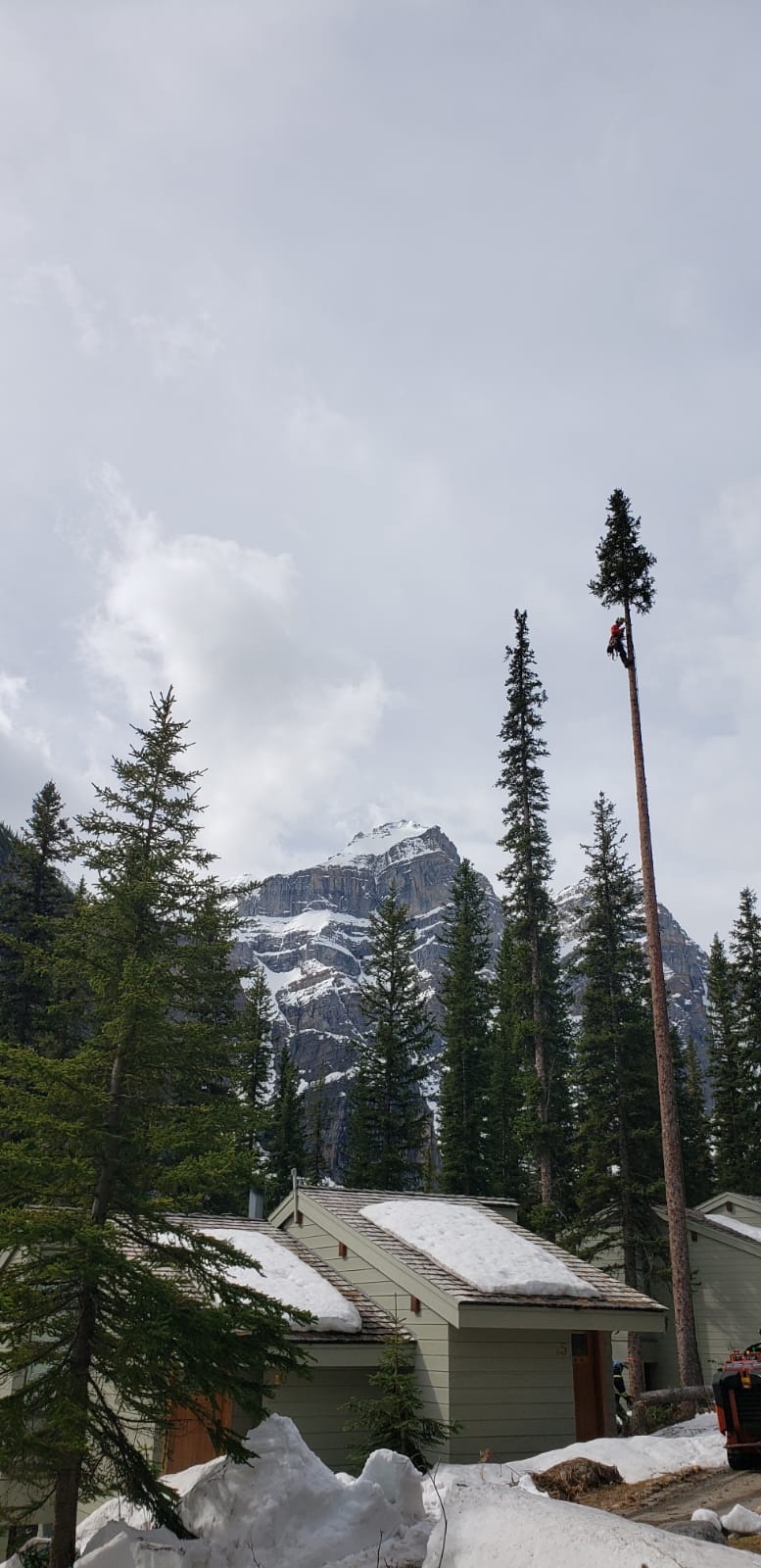 Alpine Precision Tree Services Ltd. | Unit 11, #1 Cougar Mountain Cres, Exshaw, AB T0L 2C0, Canada | Phone: (403) 678-7312