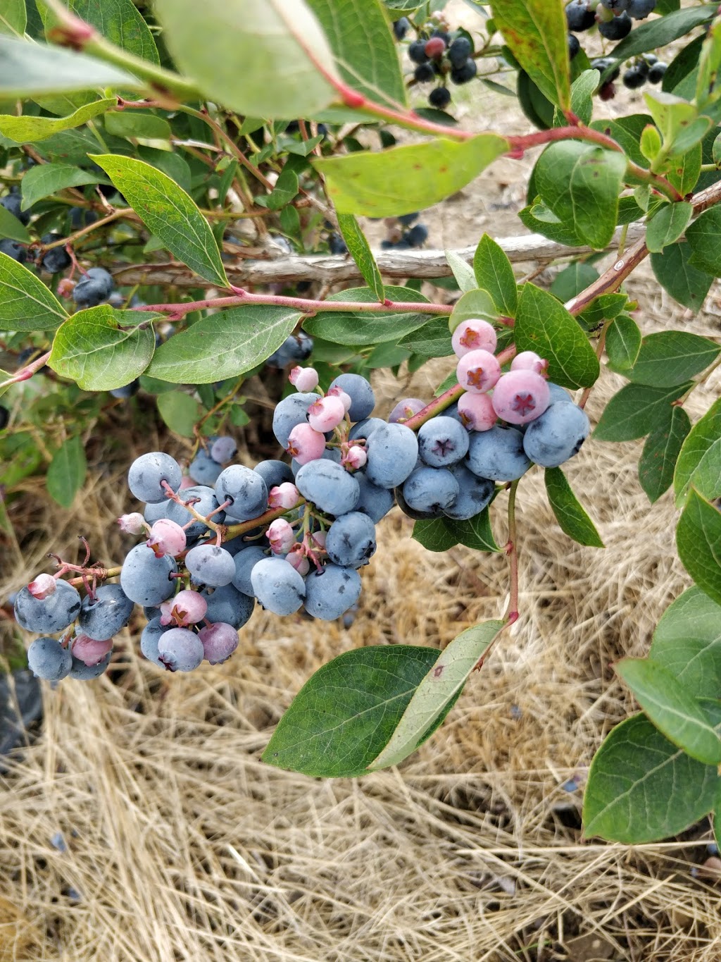 Mac Berry Farms Ltd | 1279 Sherman Belcher Rd, Centreville, NS B0P 1J0, Canada | Phone: (902) 678-3961