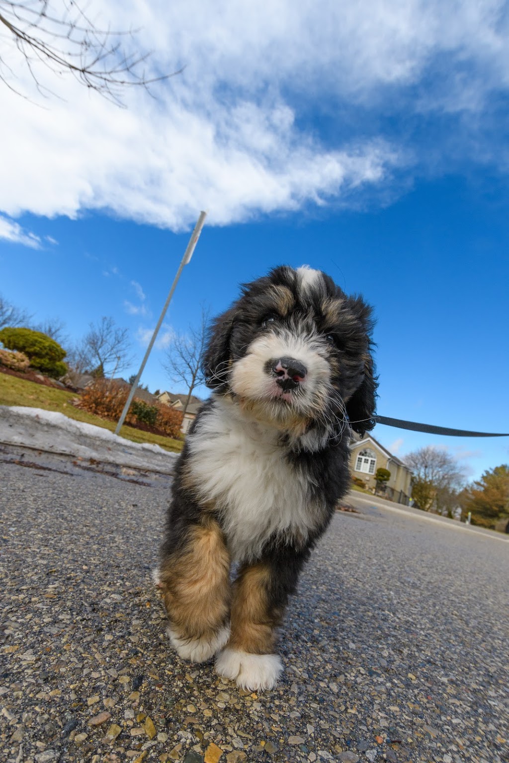 Willow Brooke Bernedoodles | 3532 Erbs Road W, Baden, ON N3A 3M2, Canada | Phone: (519) 580-5865