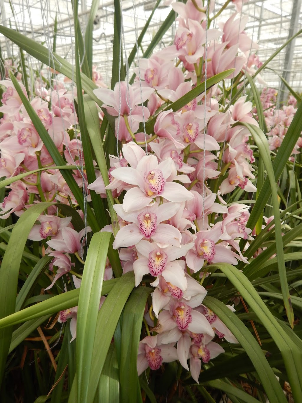 Bosch Orchids | Yale Rd, Chilliwack, BC V4Z 0A9, Canada | Phone: (604) 795-3555