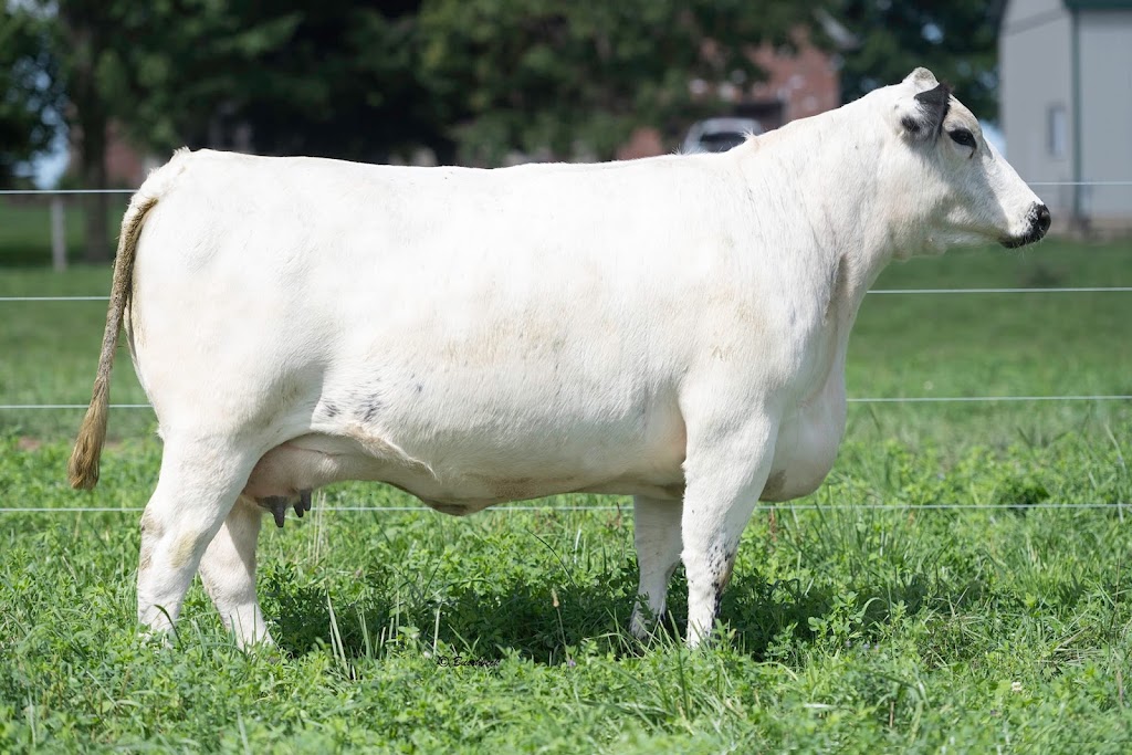 Trestle Creek Cattle Company | 7079 Line 21, Staffa, ON N0K 1Y0, Canada | Phone: (519) 301-2476