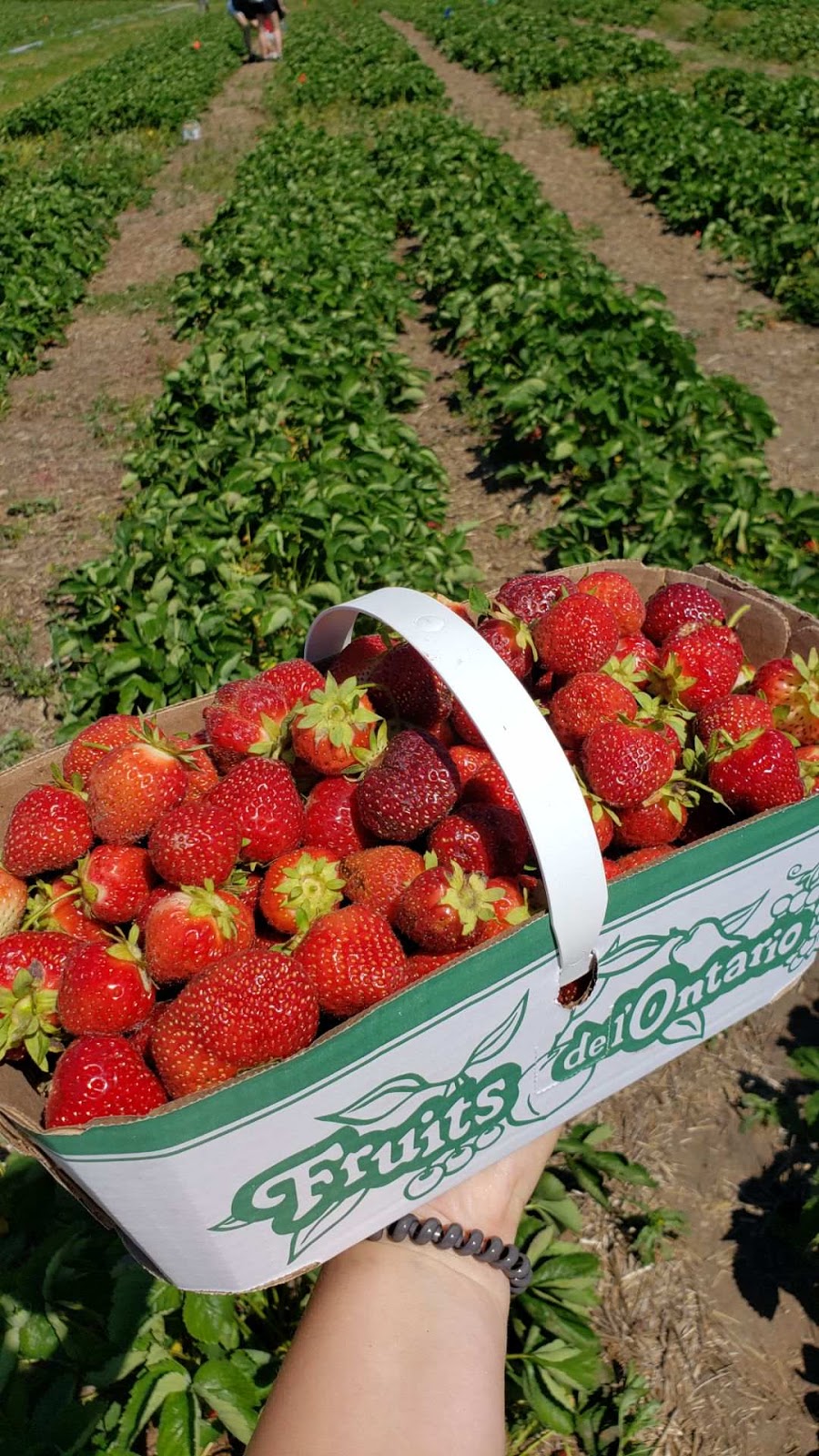 Pinehill Farms | 2662 Huron Rd, New Hamburg, ON N3A 3C9, Canada | Phone: (519) 897-7047