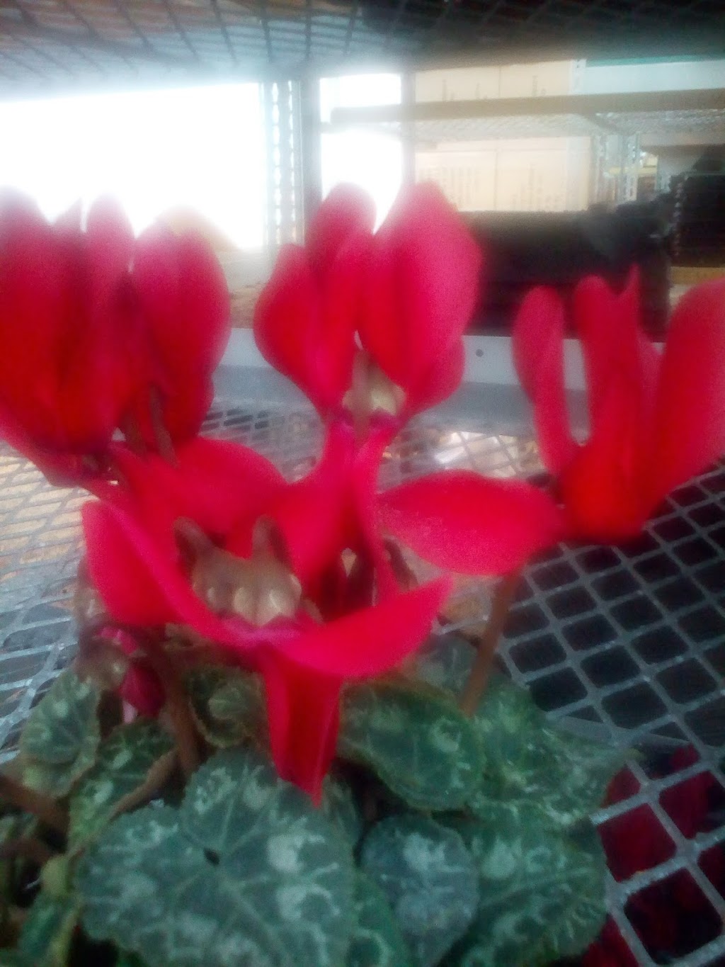 Hendriks Andrew & Sons Greenhouses Inc | 5095 N Service Rd, Beamsville, ON L0R 1B3, Canada | Phone: (905) 563-8132