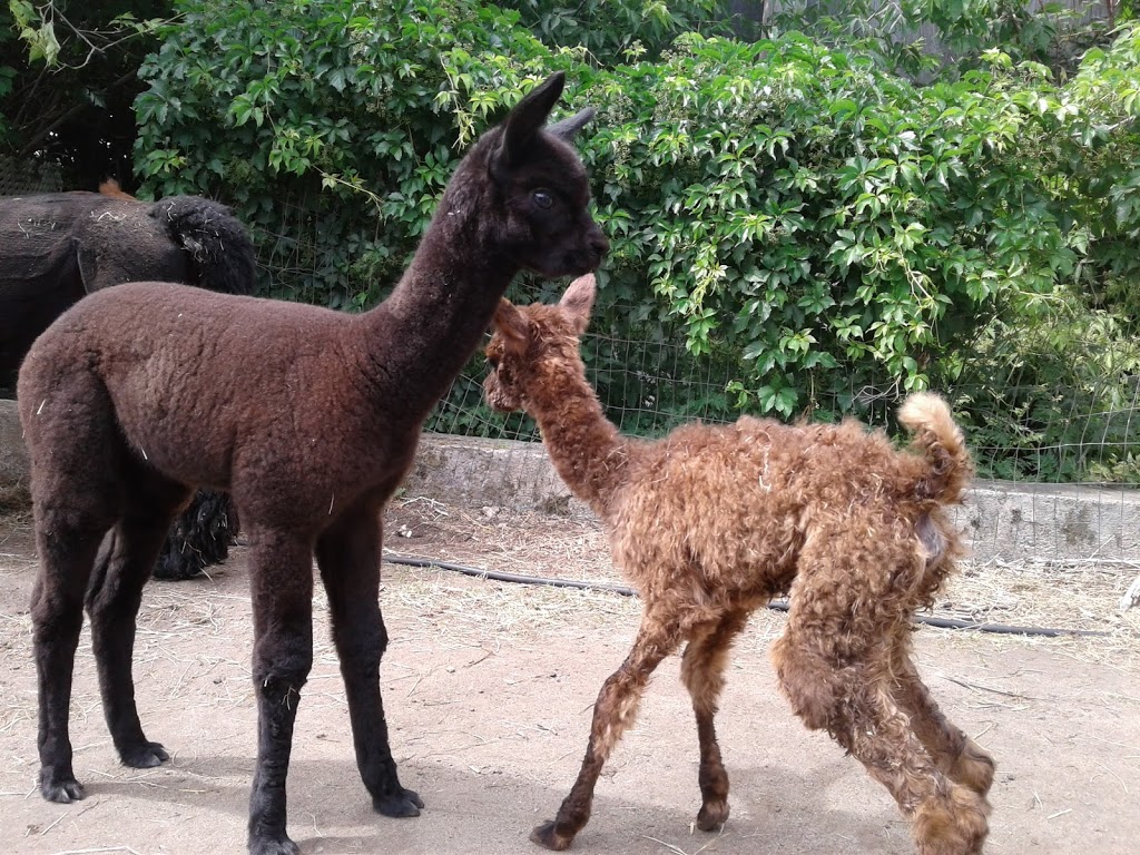 Garrick Corners Alpacas And Boutique | 630 Rue Bruce, Dunham, QC J0E 1M0, Canada | Phone: (450) 525-3083