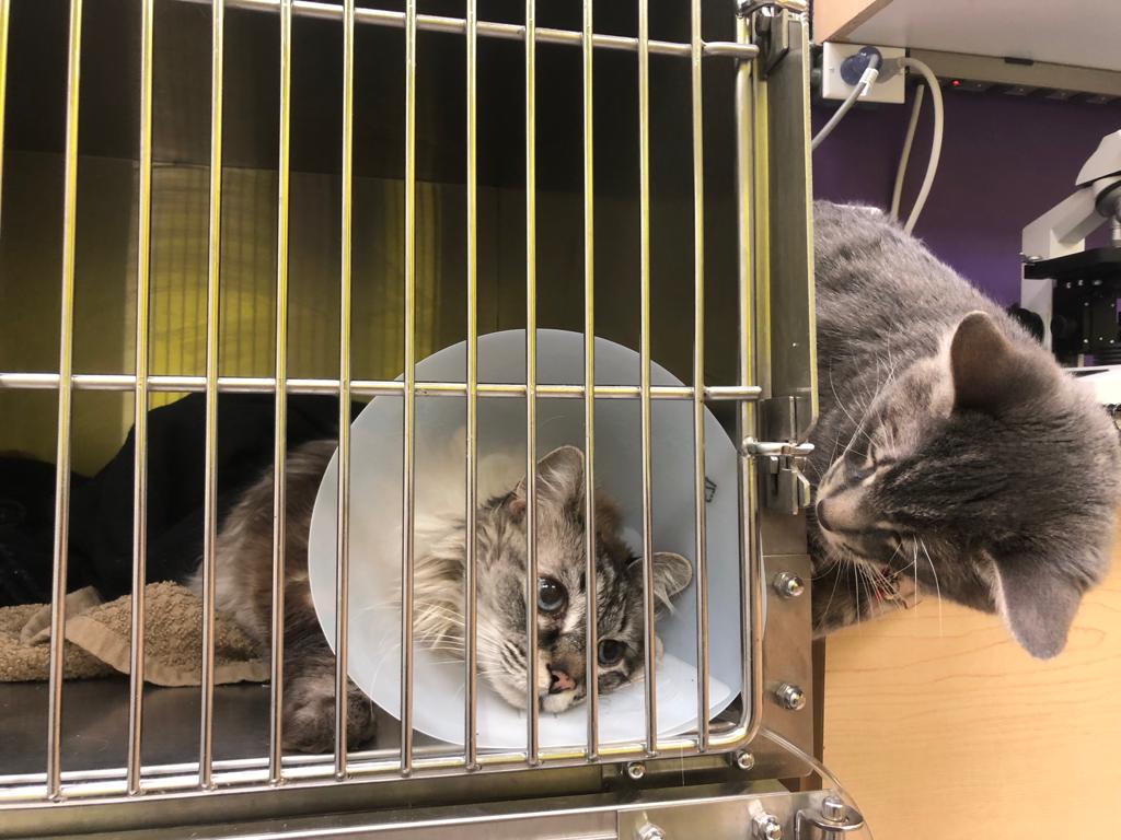 Truscott Animal Hospital | 2425 Truscott Dr, Mississauga, ON L5J 2B4, Canada | Phone: (905) 916-8999