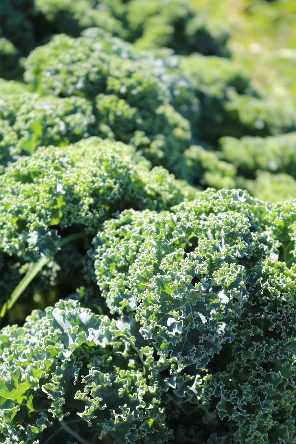 Corner Veggies | 7329 Jaffray Baynes Lake Rd, Jaffray, BC V0B 1T0, Canada | Phone: (778) 687-1805
