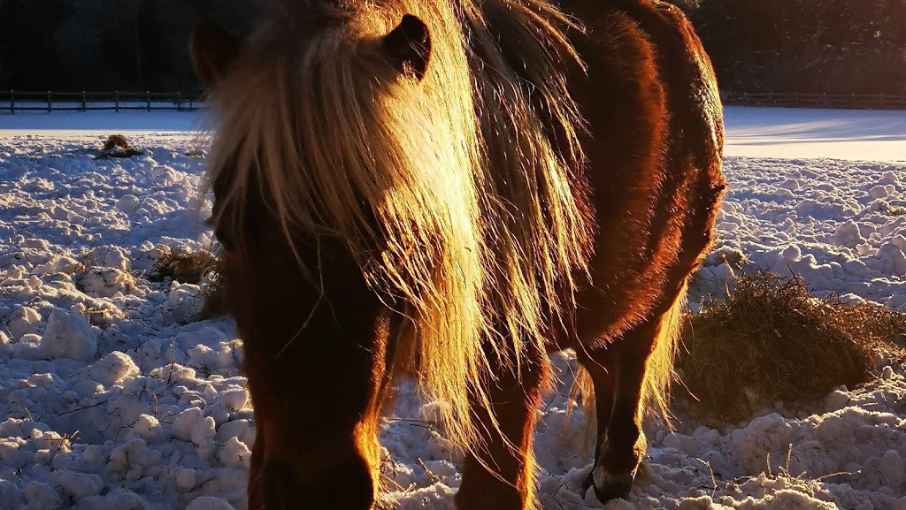 Charlie Hill Equine | 6090 Fourth Line, Orton, ON L0N 1N0, Canada | Phone: (519) 362-4914