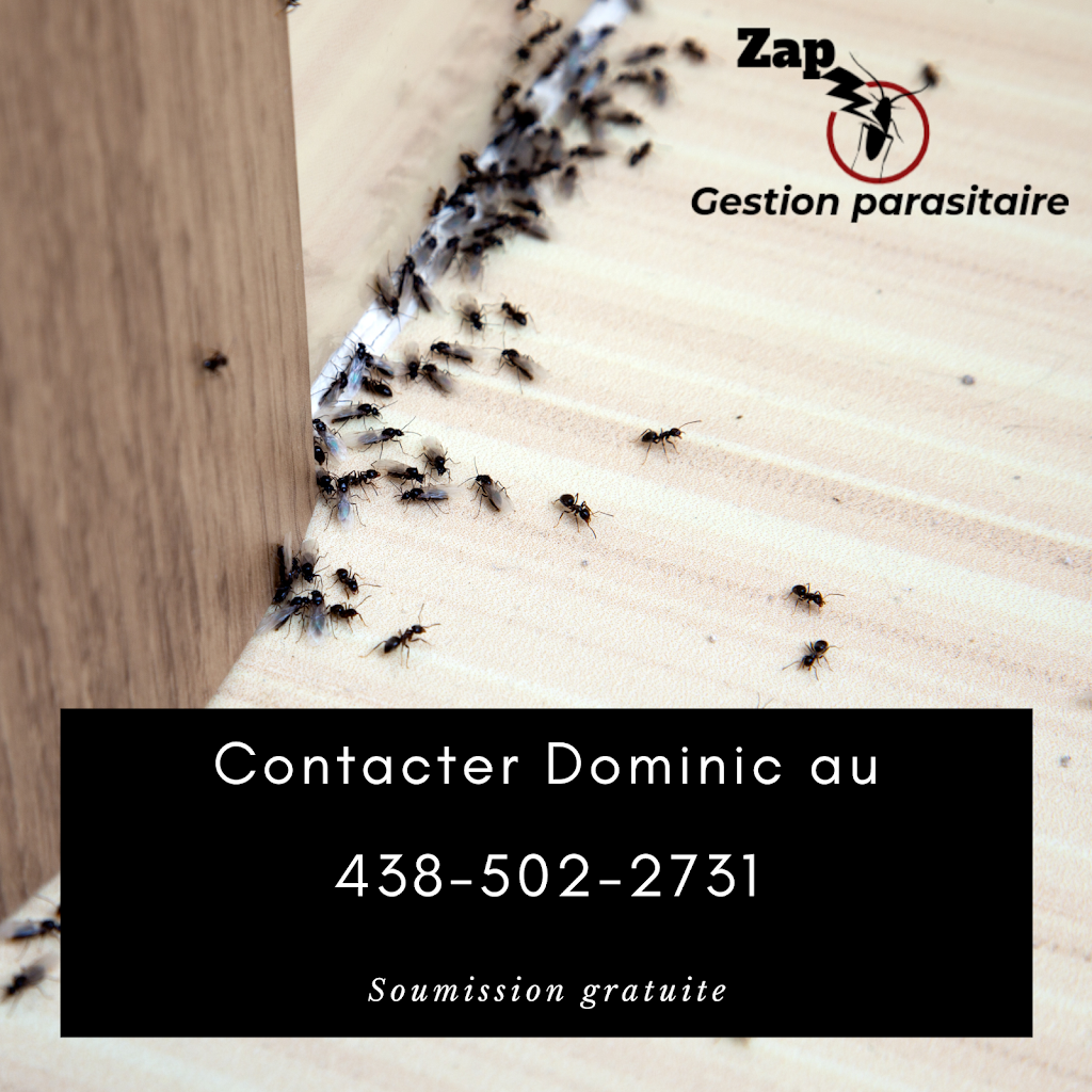 Zap Gestion Parasitaire | 351 Chemin de la Branche-du-Rapide, Marieville, QC J3M 1N9, Canada | Phone: (438) 502-2731