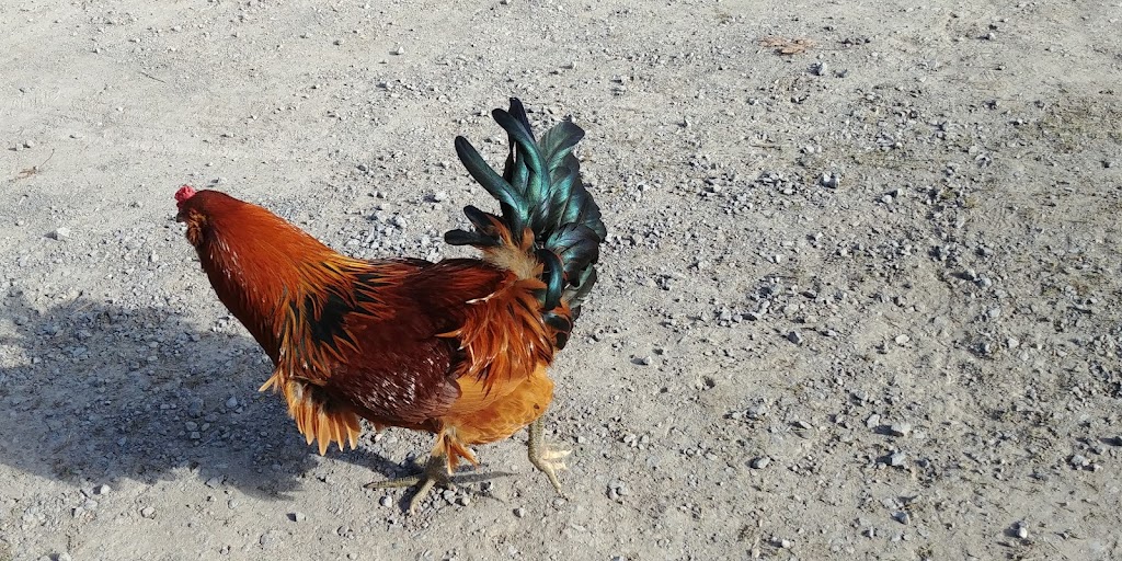 Hagerman Farms | 13644 Loyalist Pkwy, Picton, ON K0K 2T0, Canada | Phone: (613) 476-5362