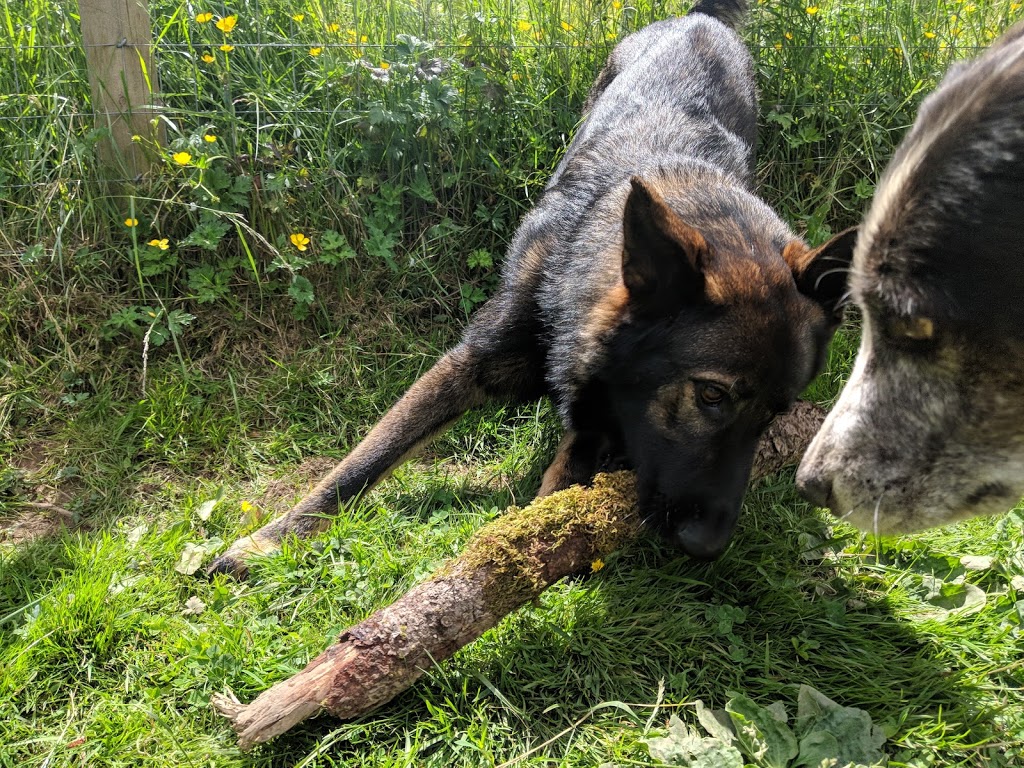 Island Canine Care | 4159 Cowichan Lake Rd, Duncan, BC V9L 6G8, Canada | Phone: (250) 715-8667
