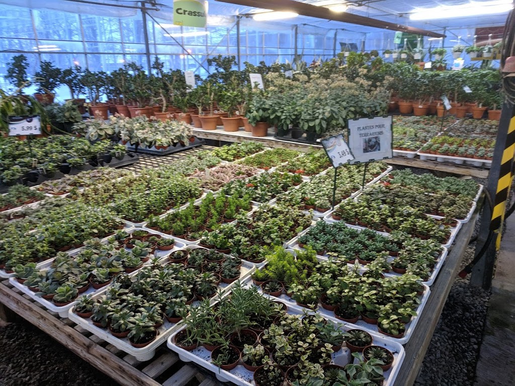 Cactus Fleuri Inc (Le) | 1850 Rang N Ouest, Sainte-Madeleine, QC J0H 1S0, Canada | Phone: (450) 795-3383