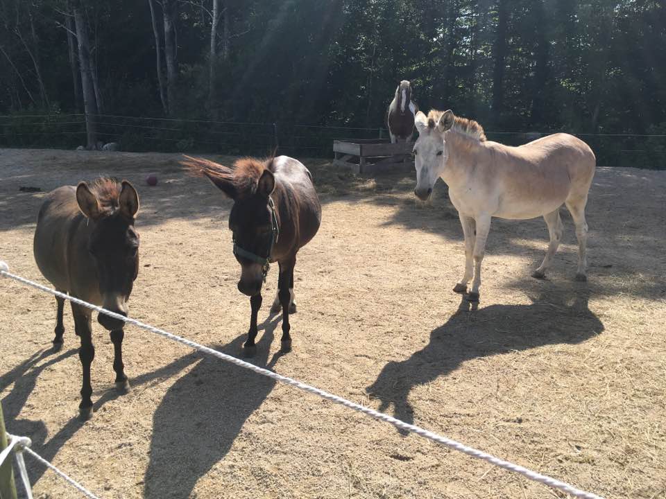 Integritys Haven Equine (Animal) Rescue Centre | 275 NS-12, Chester Basin, NS B0J 1K0, Canada | Phone: (902) 471-6121