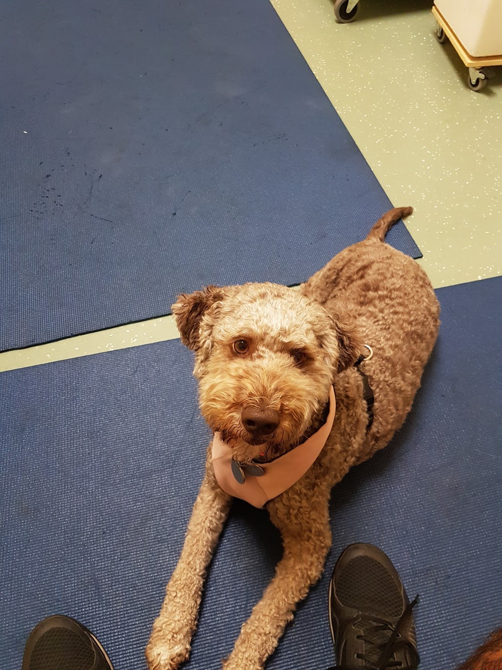 Fleetwood Veterinary Clinic | 17670 65a Ave #106, Surrey, BC V3S 5N4, Canada | Phone: (604) 576-6640