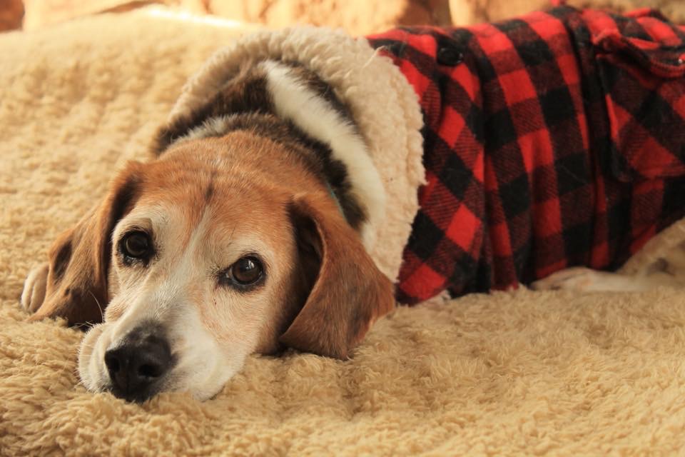 Cornwall Veterinary Clinic | 584 Main St, Cornwall, PE C0A 1H0, Canada | Phone: (902) 368-8374