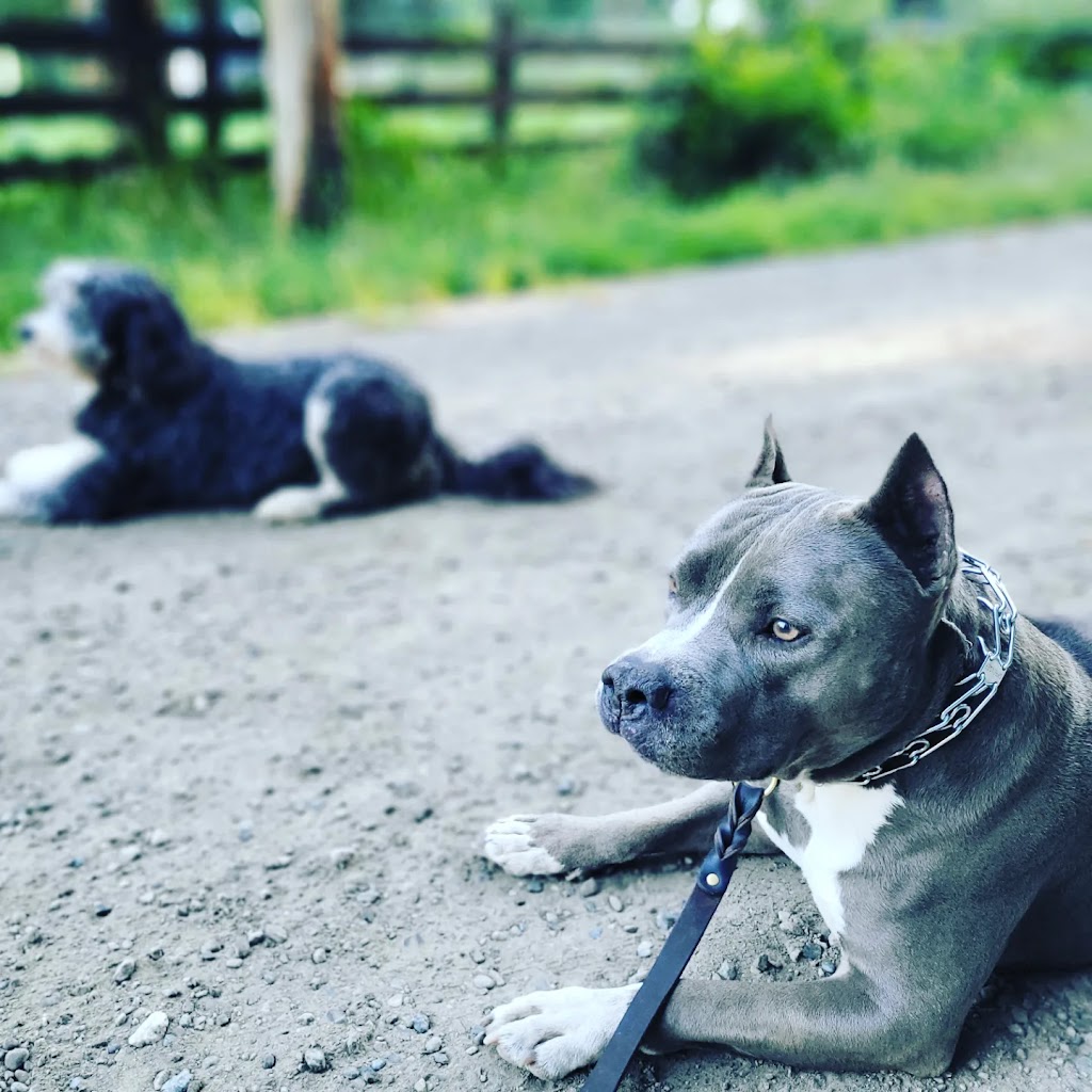 The Durable Dog | 2734 Tintern Rd, Qualicum Beach, BC V9K 1Y2, Canada | Phone: (250) 668-2978
