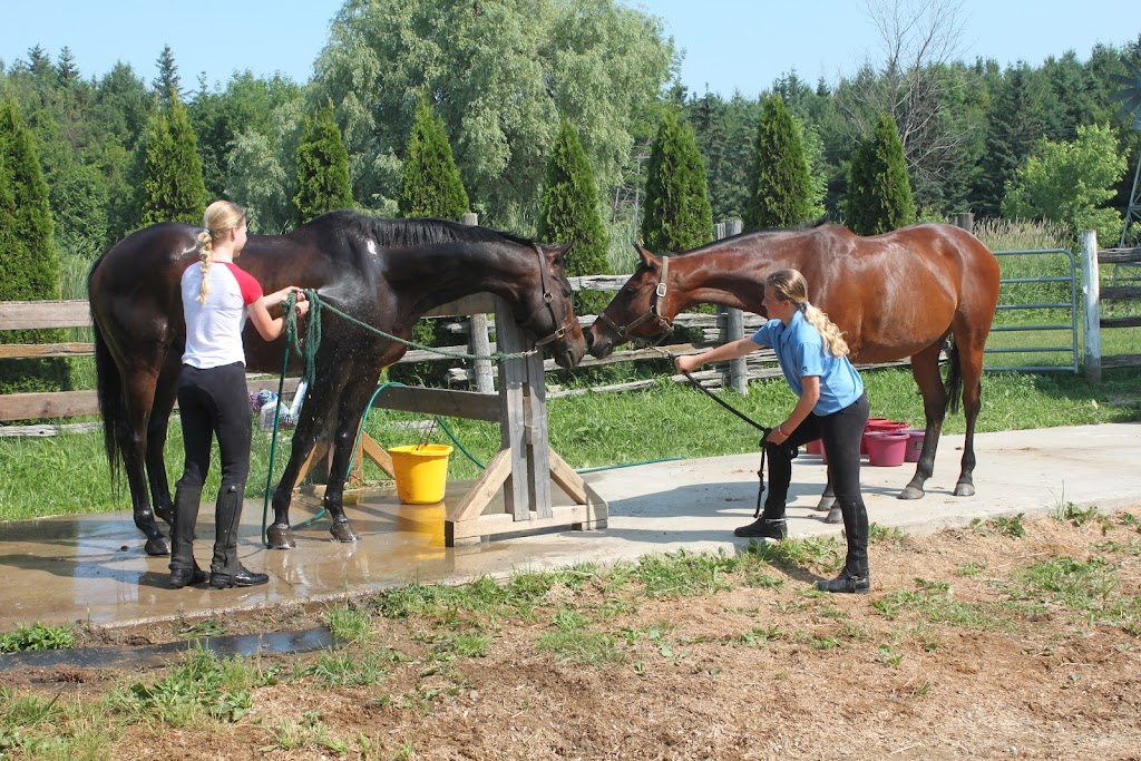 Myrddin Equestrian Centre | 5046 Trafalgar Rd, Georgetown, ON L7G 4S4, Canada | Phone: (905) 703-6698