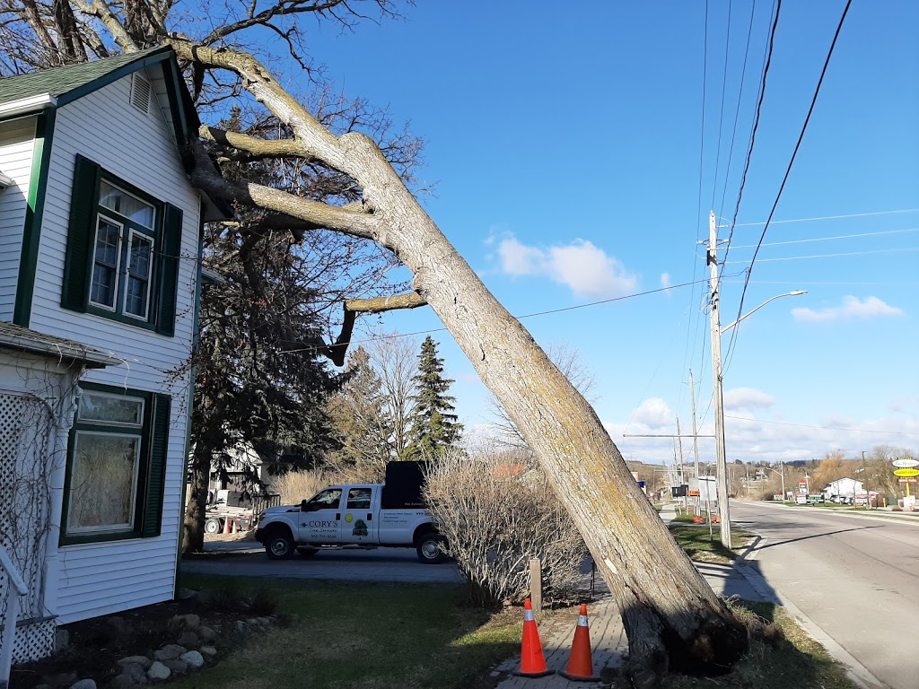 Cory’s tree services | 2 George St, Cookstown, ON L0L 1L0, Canada | Phone: (905) 751-8806