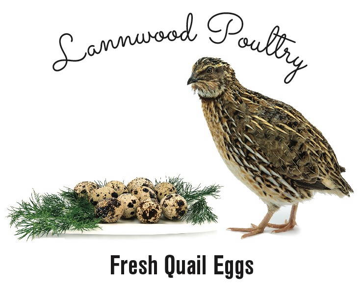 Lannwood Poultry | 56919 Talbot Line, Tillsonburg, ON N4G 4G8, Canada | Phone: (519) 550-4211