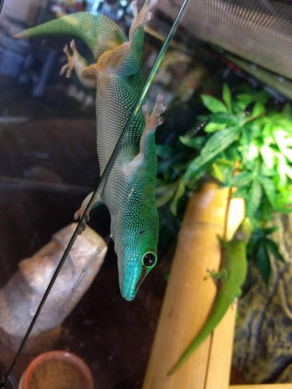 Niagara Exotics | 150 Hartzel Rd, St. Catharines, ON L2P 1N9, Canada | Phone: (905) 984-8657