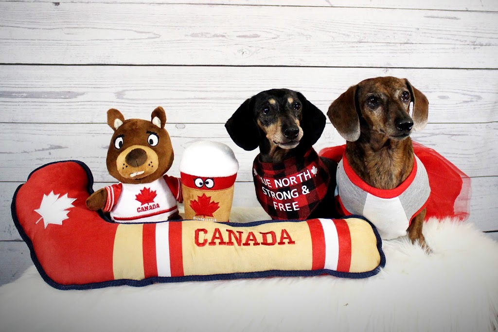 Creative K9 | Henderson Hwy, Winnipeg, MB R2L 0J9, Canada | Phone: (204) 391-9426