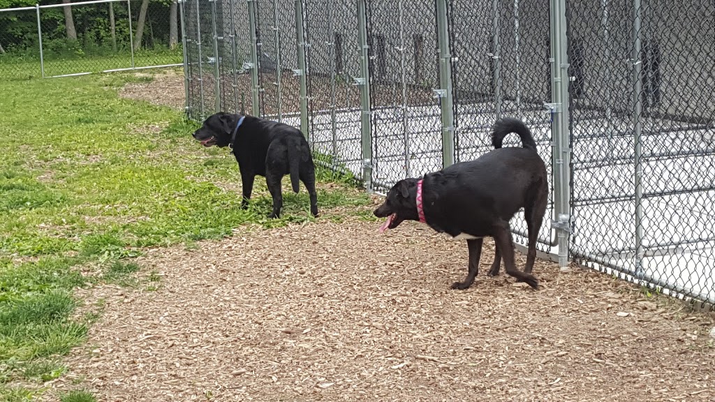 Wagtime Kennels | 1183 Beitz Rd, Breslau, ON N0B 1M0, Canada | Phone: (519) 496-8195