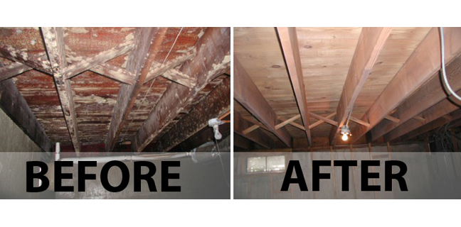 Mold stars | 351 Spinnaker Way, Concord, ON L4K 4N4, Canada | Phone: (877) 400-6653