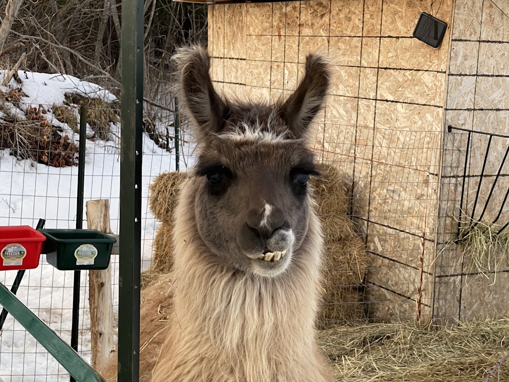 Skywatcher Alpaca Farm | 14 Ahsennénhson, Oka, QC J0N 1E0, Canada | Phone: (514) 224-3457