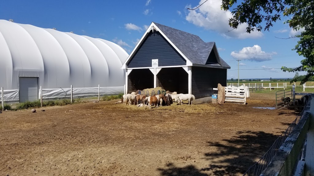 Mini Pony Mirabel  19370 Rue Victor, Mirabel, QC J7J 0C5, Canada