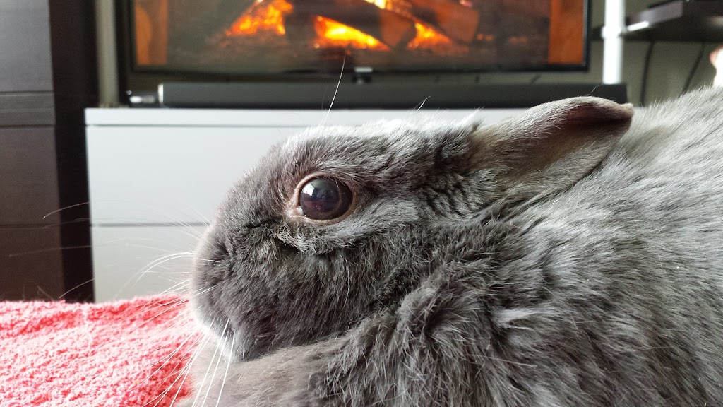 Dundas Dovercourt Animal Hospital | 1452 Dundas St W, Toronto, ON M6J 1Y2, Canada | Phone: (416) 538-6000