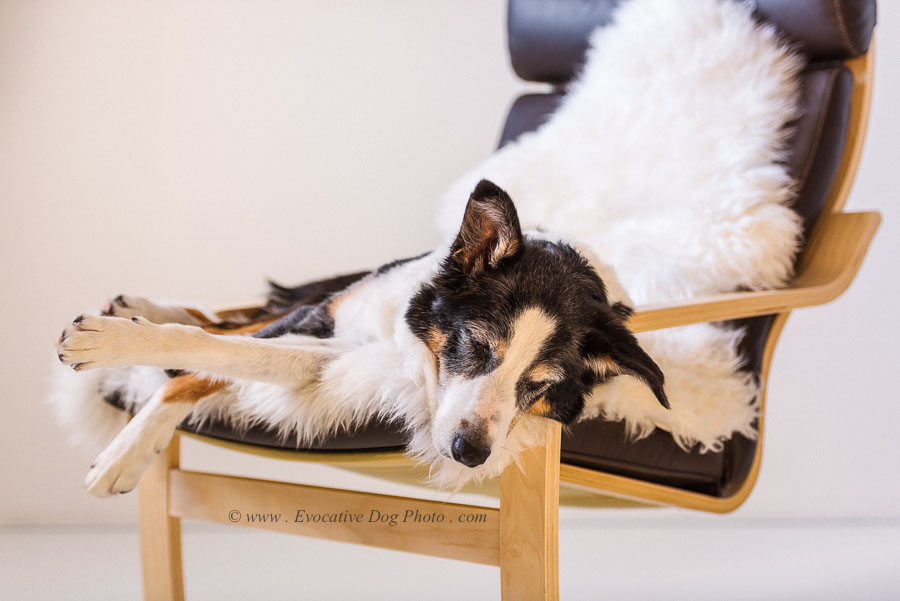 Evocative Dog Photography | Royal Oak Gardens NW, Calgary, AB T3G 5S5, Canada | Phone: (403) 966-4884