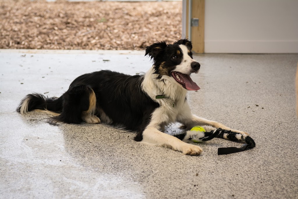 Companions Pet Resort | 6464 Decker Dr, London, ON N6P 1J5, Canada | Phone: (519) 200-1122