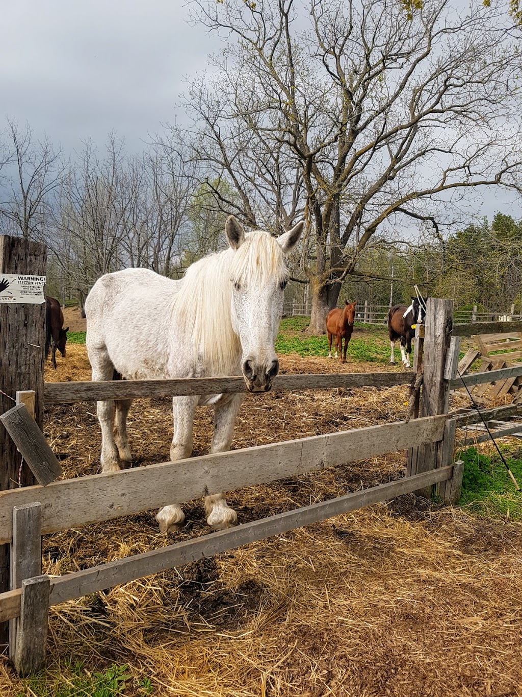 Mountain View Stables | 302 Grey County Rd 21, The Blue Mountains, ON L9Y 0L2, Canada | Phone: (705) 445-8544