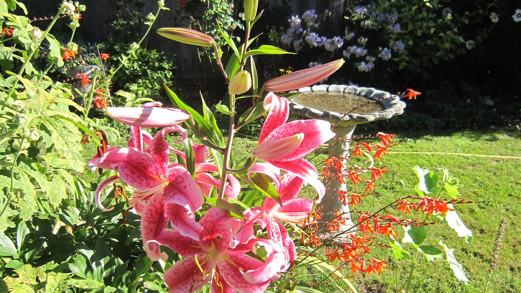 Mikes Landscaping Services | 43201 Lougheed Hwy., Deroche, BC V0M 1G0, Canada | Phone: (778) 227-4928