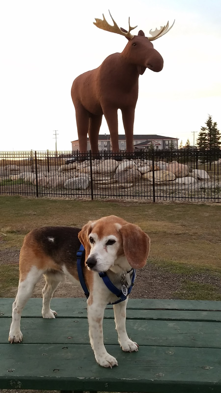 Mac the Moose | 450 Diefenbaker Dr, Moose Jaw, SK S6J 1N2, Canada | Phone: (306) 693-8097