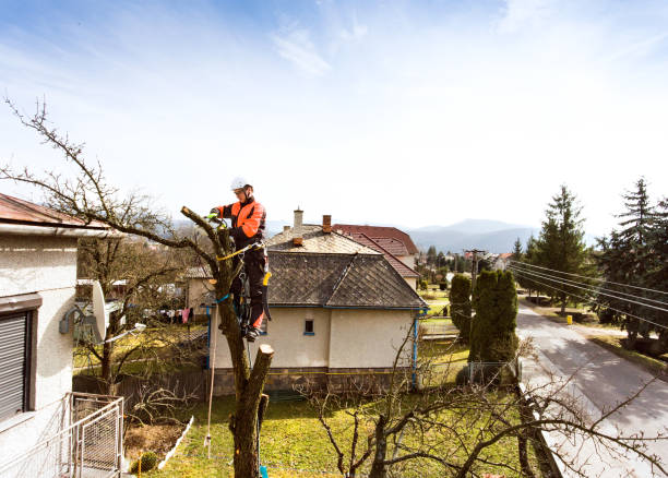 Grassroots Urban Landscaping & Tree Removal | 67 Northcliffe Dr, Winnipeg, MB R2C 4K4, Canada | Phone: (204) 400-5602