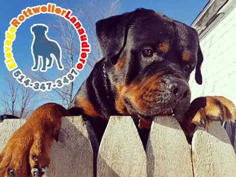 Élevage de chiots et chiens Rottweiler Lanaudière | 300 6e Rang, Saint-Calixte, QC J0K 1Z0, Canada | Phone: (514) 347-3487