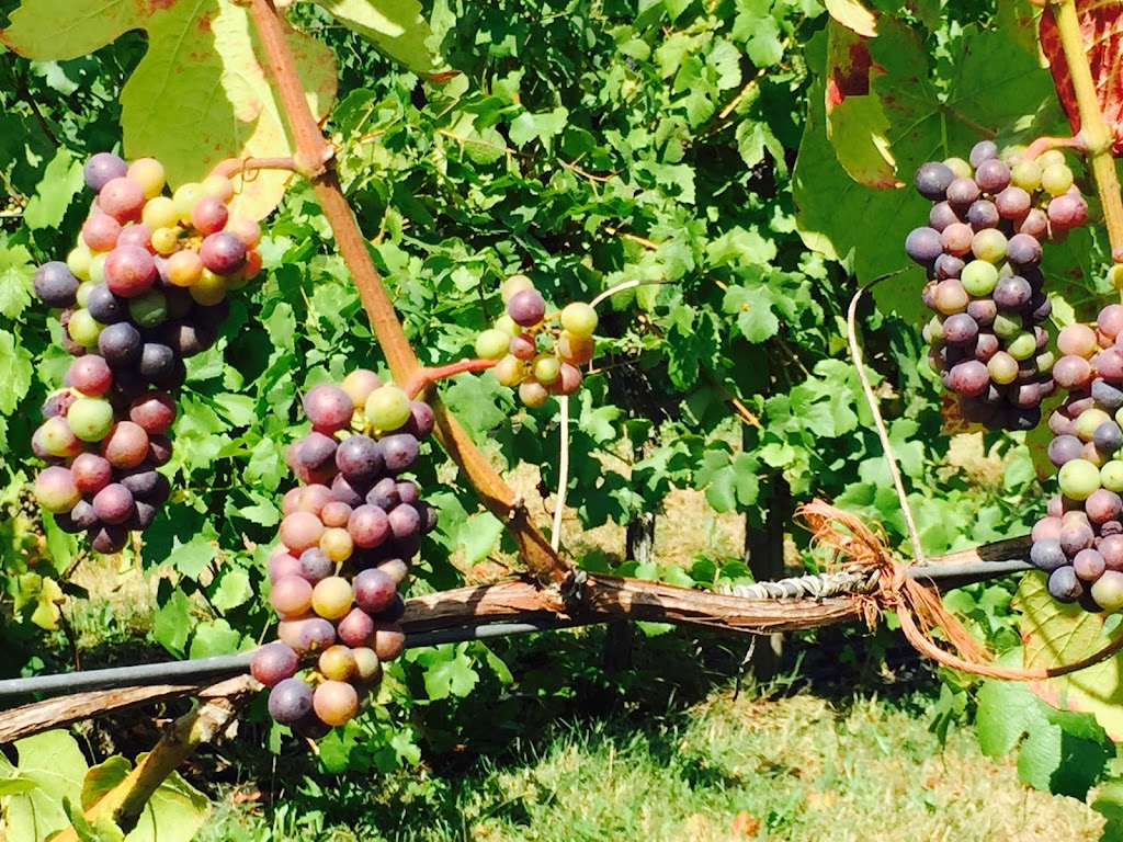Divino Estate Winery LTD | 1500 Freeman Rd, Cobble Hill, BC V0R 1L3, Canada | Phone: (250) 743-2311