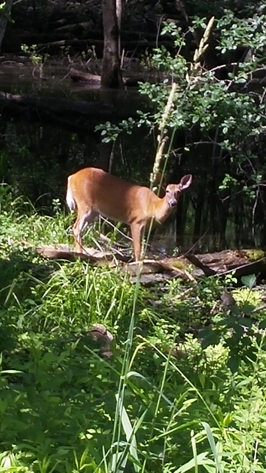 Parc de Lucerne | 57 Rue Carmen, Gatineau, QC J8T 2N7, Canada