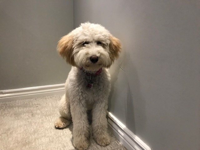 Abbotsford Animal Hospital | 14958 Yonge St, Aurora, ON L4G 1M7, Canada | Phone: (905) 727-7379