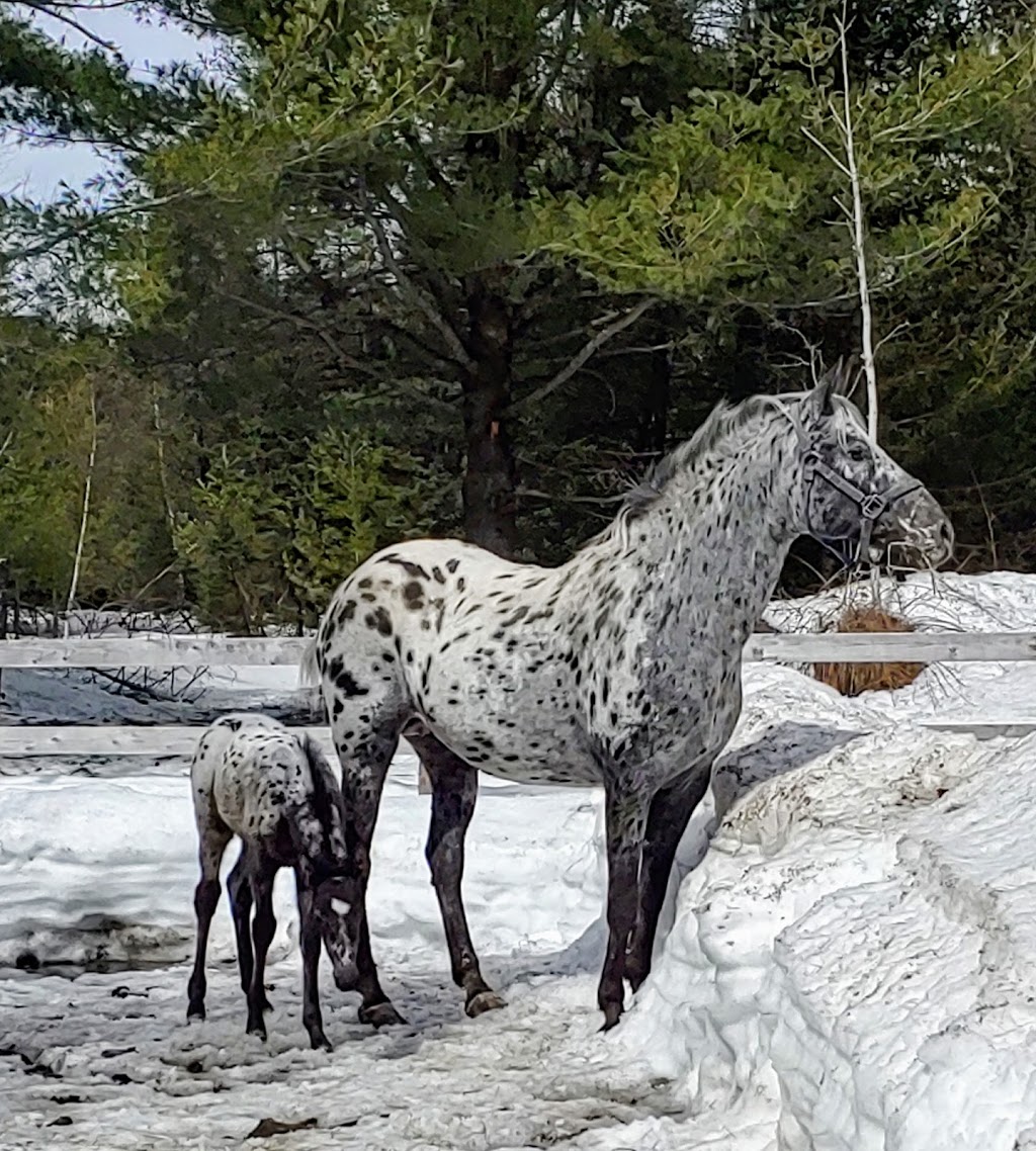 Double L Ranch Appaloosa | 209 Chemin St Patrice, Saint-Raymond, QC G3L 4J4, Canada | Phone: (418) 563-2136