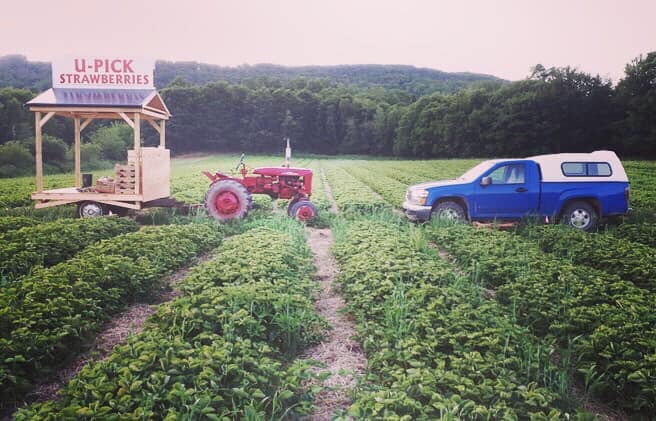 W.E.E. Pick U Pick Strawberries | 1243 Pereau Rd, Canning, NS B0P 1H0, Canada | Phone: (902) 679-9621