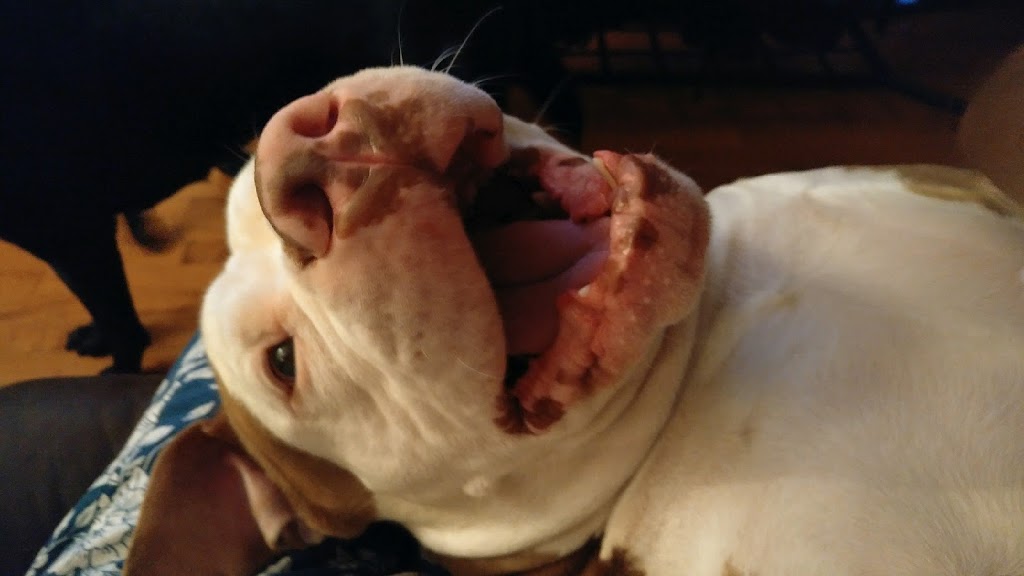 Orleans Veterinary Hospital | 1992 Tenth Line Rd, Orléans, ON K1E 0A7, Canada | Phone: (613) 824-7511