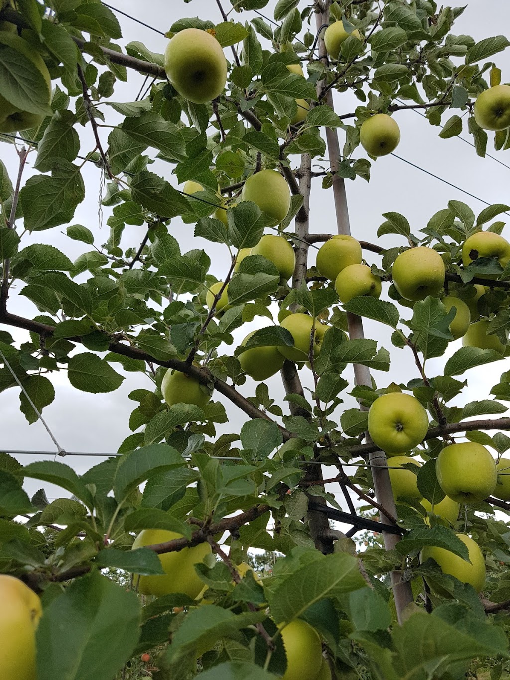 Natures Bounty Farm | 651 Scugog Line 2, Port Perry, ON L9L 1B3, Canada | Phone: (905) 985-2096