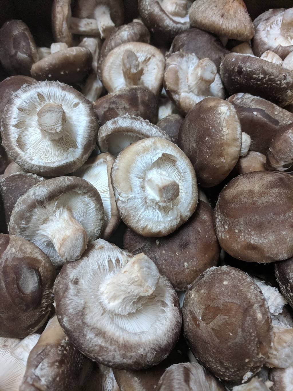Mushroom Kingdom | 5278 248 St, Aldergrove, BC V4W 1A7, Canada | Phone: (778) 551-0909